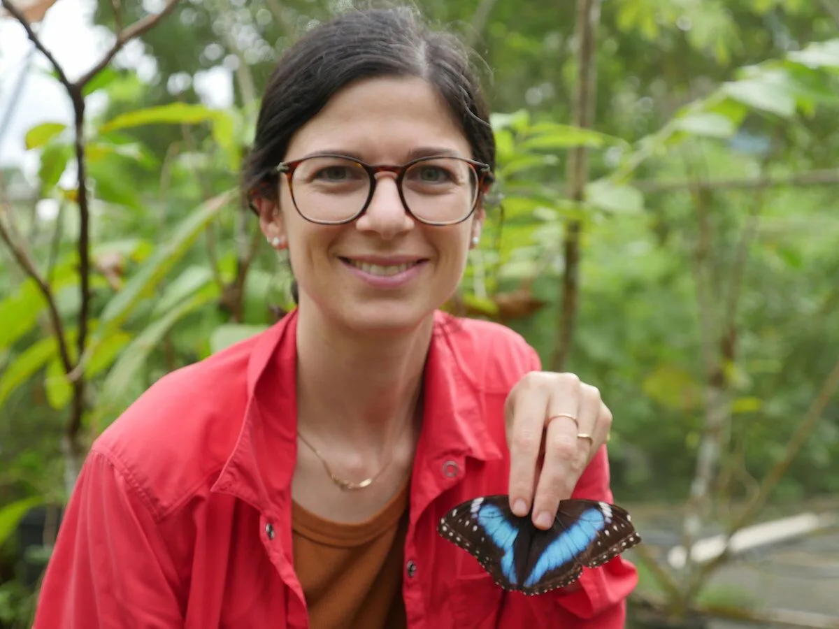 O calor está a apagar o azul brilhante das borboletas Morpho