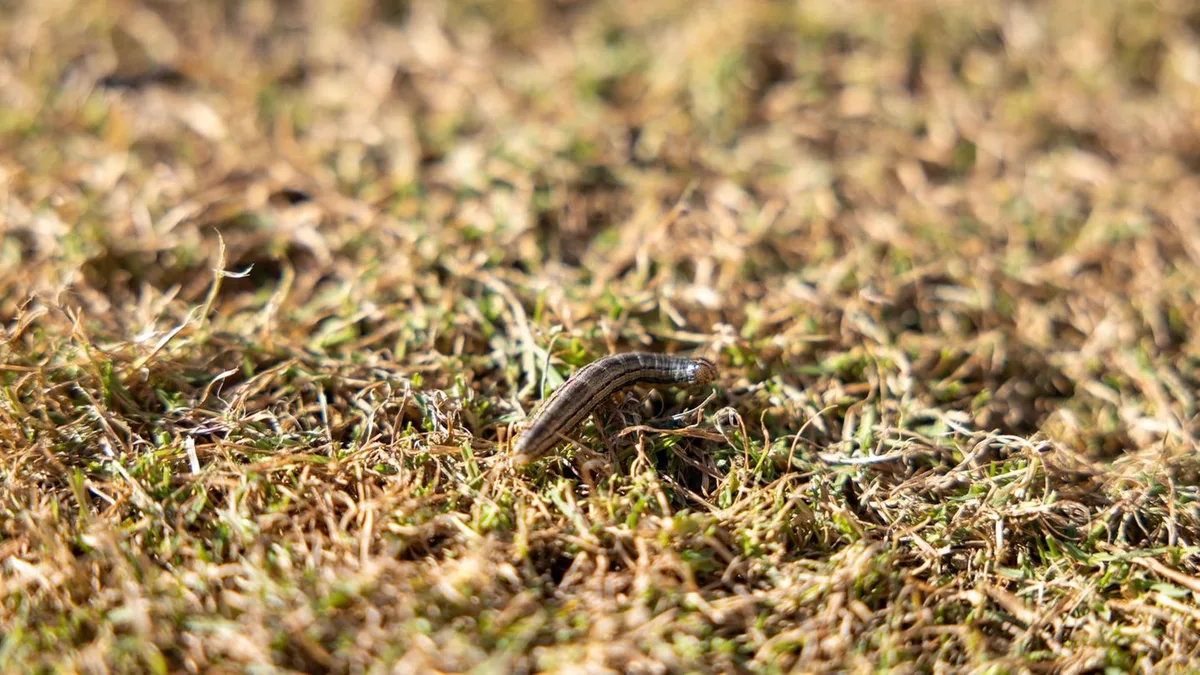 Insekten: Raupeninvasion in der Schweiz: 50 Hektar kahlgefressen