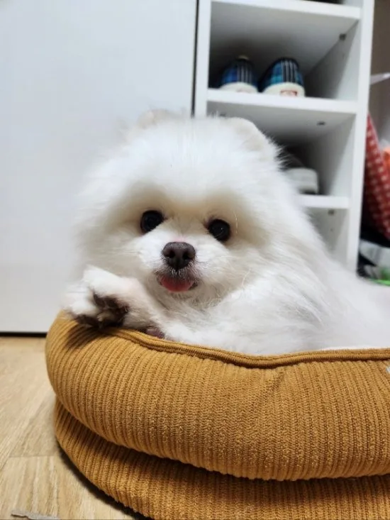 입양 막힌 시니어 유기동물… 힐스코리아, 6개월 영양 지원 나선다