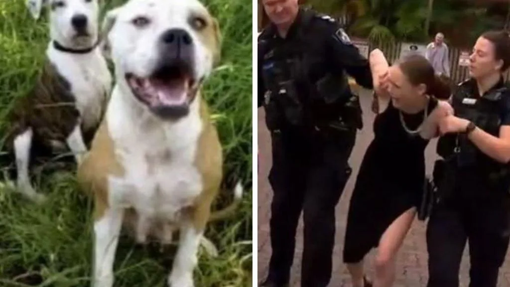Chermside, Brisbane: Owner of dogs that mauled man at park speaks out before dramatic arrest