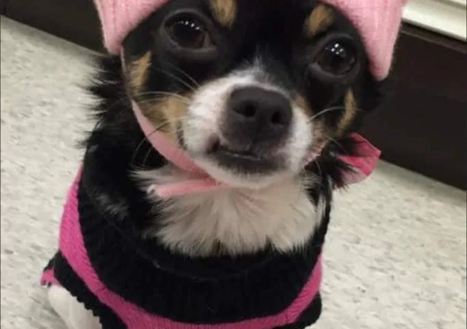 New trial ordered for B.C. man convicted in killing of ex-girlfriend’s chihuahua