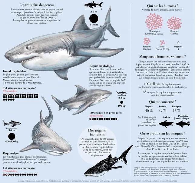 Les requins ne sont pas les monstres que l’on croit