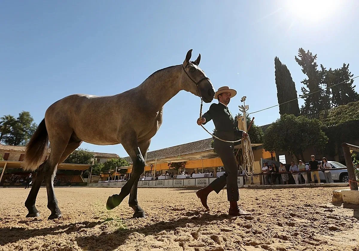Rafael Blanco: «Este ha sido el mejor Cabalcor de toda la historia en cuanto a la calidad de los jinetes y los caballos»