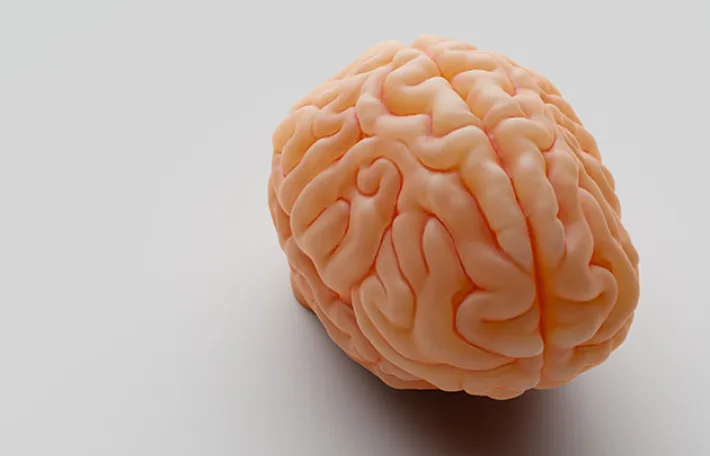 뇌 발달 미스터리 풀었다…RNA 운반 표지 발견, 기대감↑