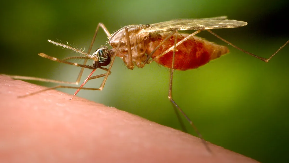 Tote am Airport Frankfurt - Wie lange überleben Malaria-Mücken am Flughafen?