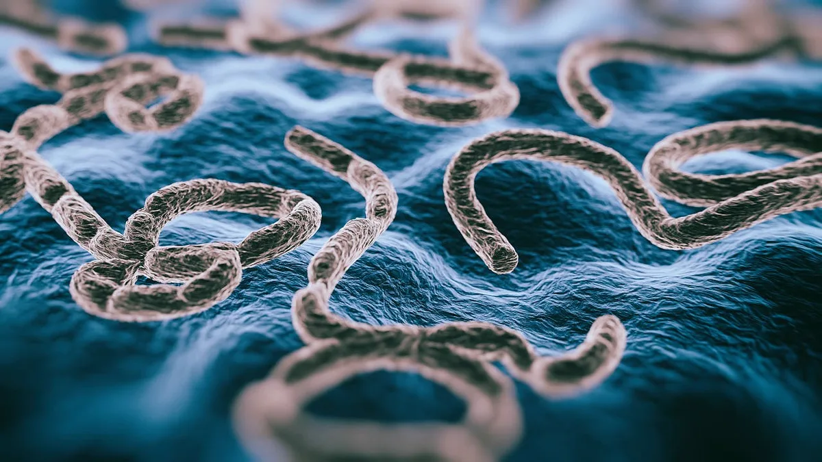 Ebola im Kongo: Zahl der Ebola-Toten im Kongo auf über 3000 gestiegen