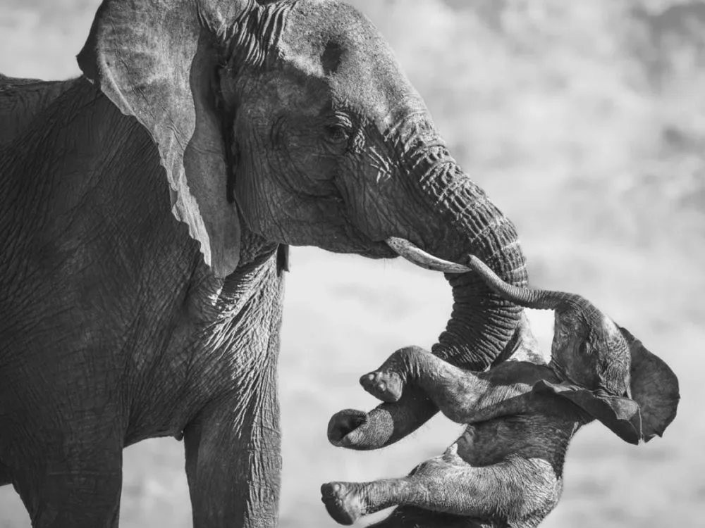 Wildlife Photographer of the Year 2026 : découvrez les clichés primés