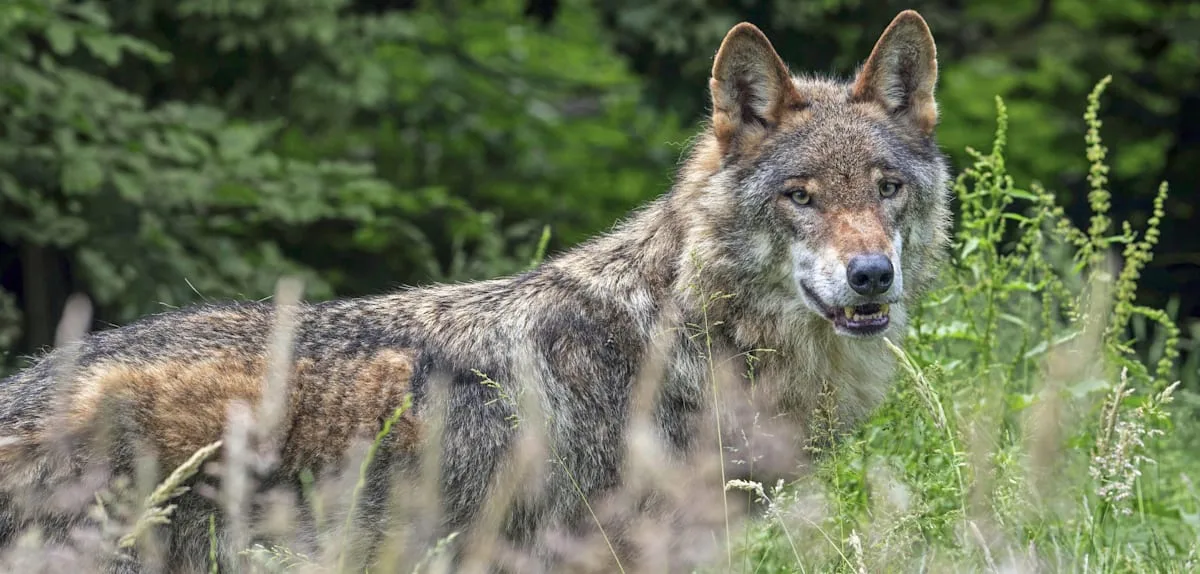 Angeblich Wolf im Hamburger Westen gesichtet