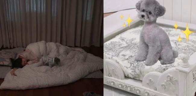 효연, 소녀시대 다 떠났는데..혼자 19년째 숙소 생활 "침대=반려견, 난 바닥"(전참시)
