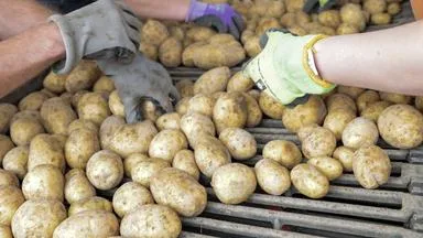 Schlechte Kartoffelernte treibt Preis nach oben