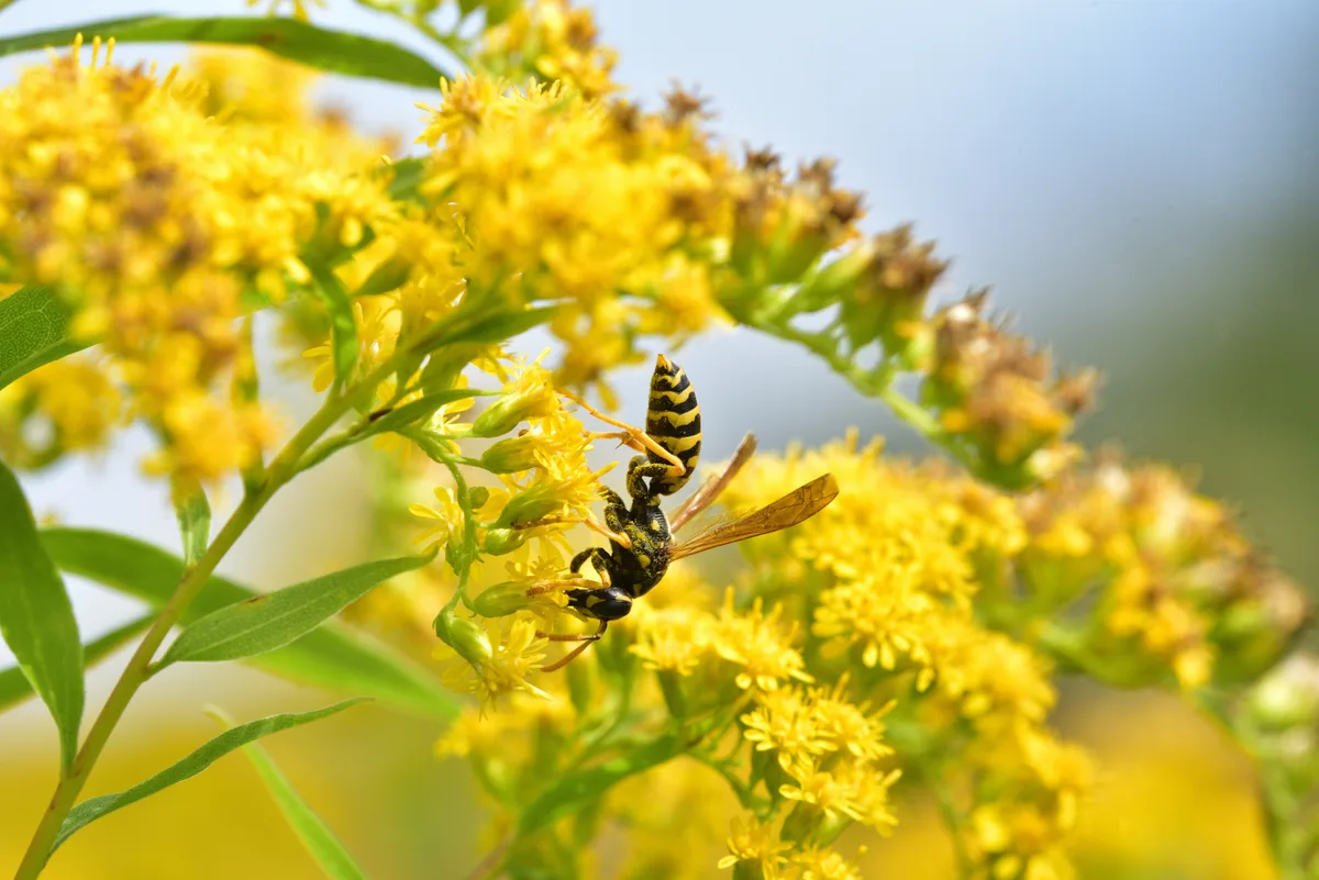 7 Fall Yard Habits That Help Pollinators Survive Winter