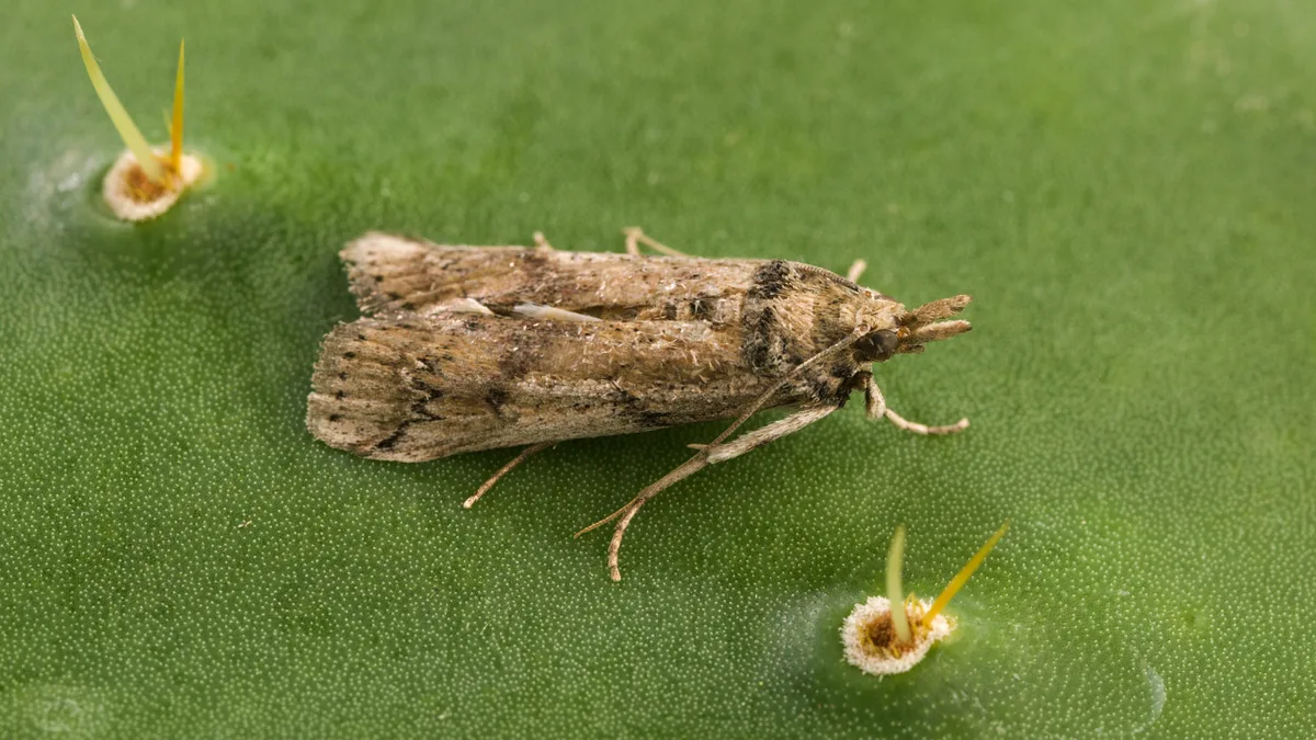 A cactus-eating moth released on Caribbean islands as biological control later reached Florida