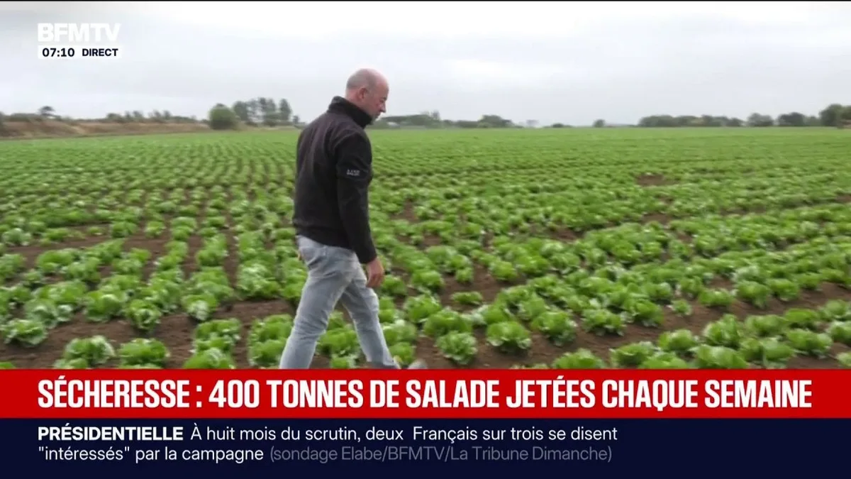 Trop petite et en dessous des calibres... À cause de la sécheresse, ce producteur de salade jette 400 tonnes par semaine