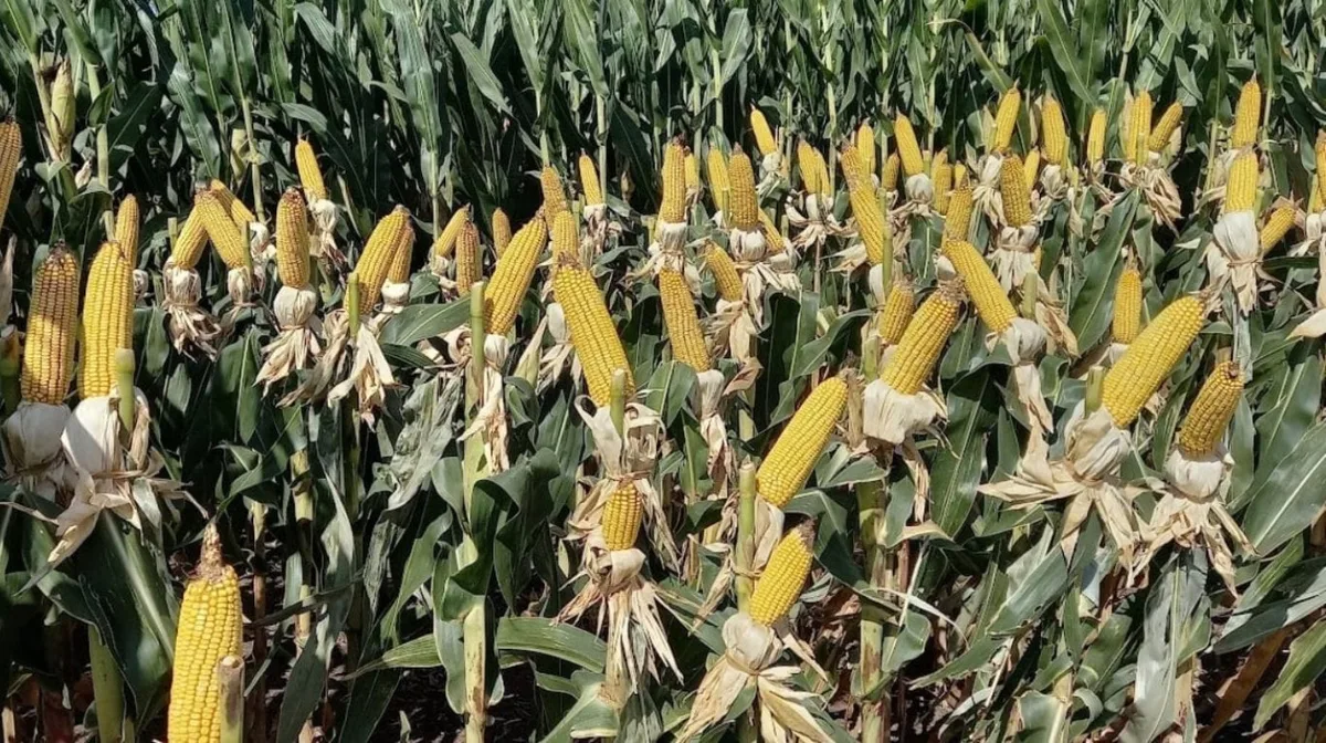 Números verdes para el campo: sugieren asegurar precios en una ventana de márgenes atractivos