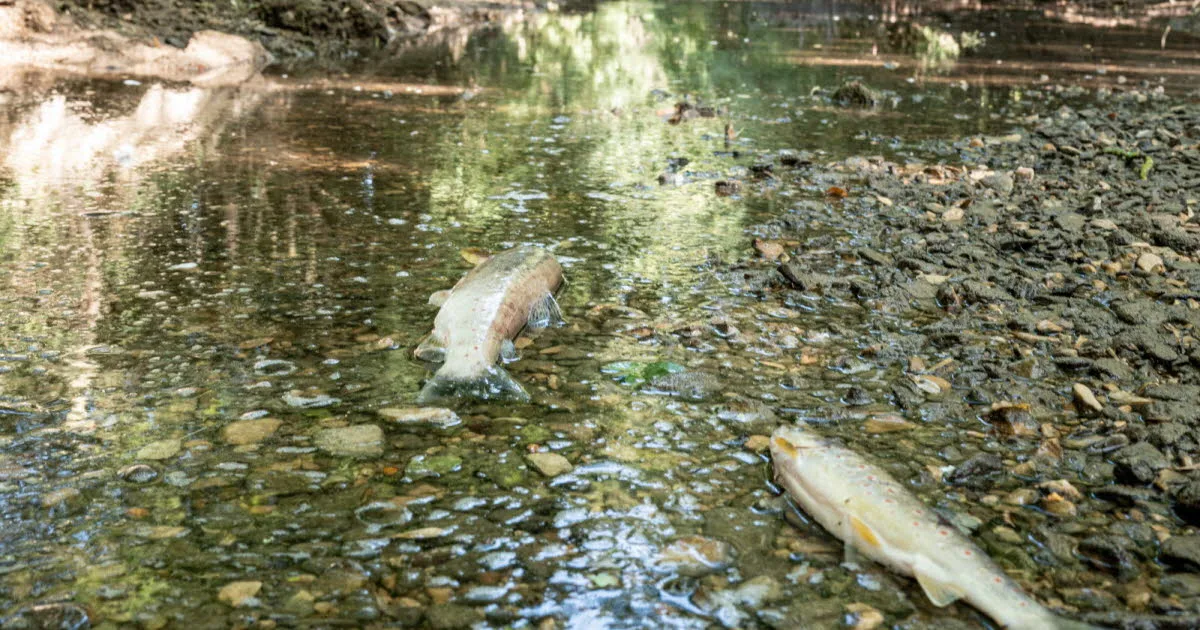 Biodiversité. « C'est catastrophique » : dans les rivières françaises à sec, une hécatombe de poissons