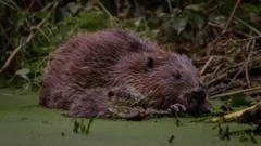 Children asked to name Ealing's new beavers