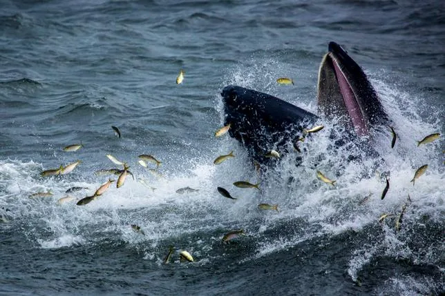 Dans l’est du Groenland, la fonte des glaces favorise l’arrivée de nouvelles espèces de baleines