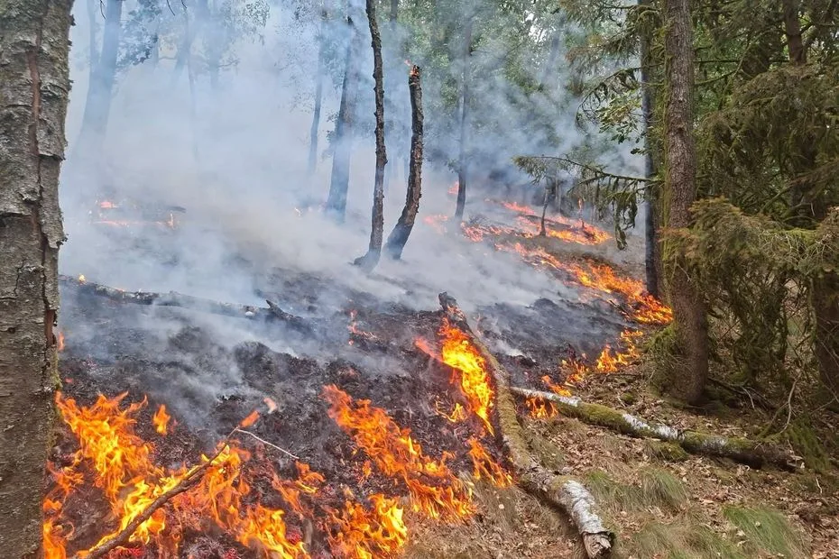 IMAGES. Incendie dans les Ardennes : 110 hectares ont brûlé, la solidarité s'organise