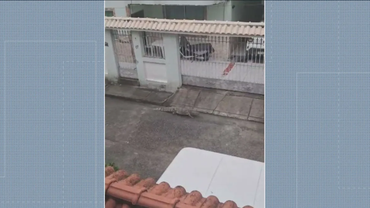 Jacaré é resgatado debaixo de carro em condomínio na Taquara