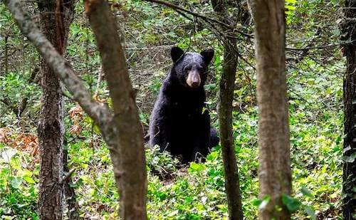 Niega Semarnat exportación de 22 osos negros, especie en peligro de extinción; permiso se otorgó en diciembre de 2022