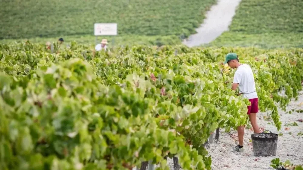Un agricultor en un pueblo de La Rioja: "Este verano atípico lo será cada vez menos. Las frutas están saliendo muy irregulares"