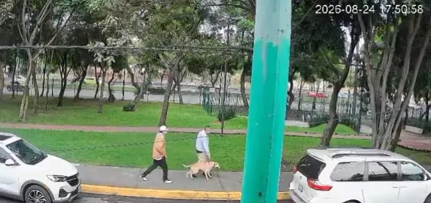Así abandonaron a varios perritos frente a una unidad habitacional de Tlalpan y video causa indignación