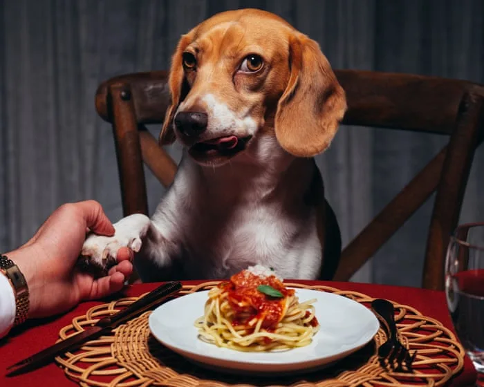 ‘Such adept cover stars’: why dogs are taking over fashion in the ‘AI face’ era