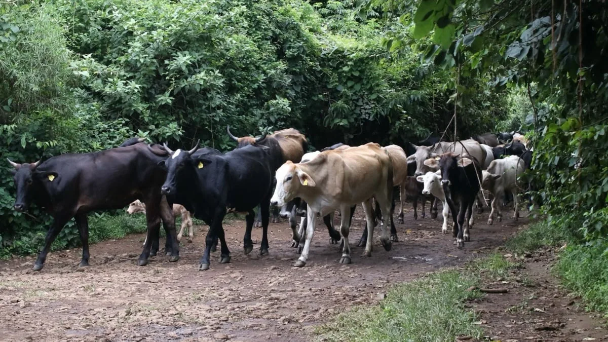 Sonora suspende temporalmente exportación de ganado a EU por caso sospechoso de fiebre aftosa