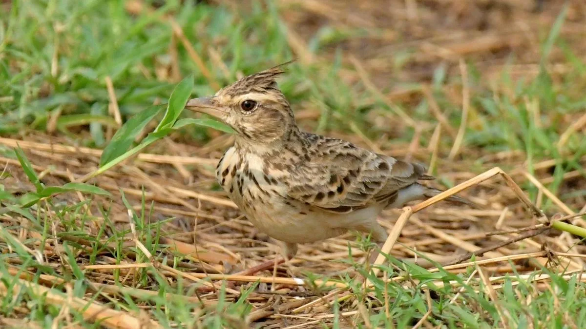 36 new wildlife records put Keralam’s Peechi’s biodiversity in the spotlight