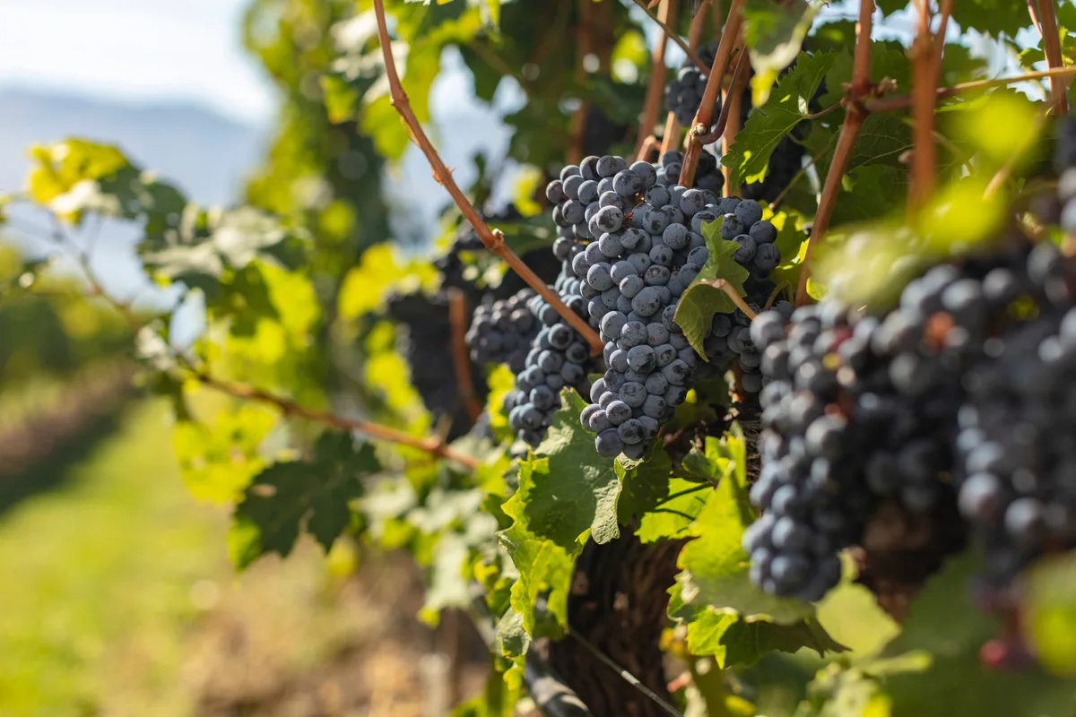 From heartbreak to happiness, pinot noir makes itself at home in Canadian vineyards