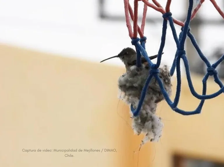 Niños encuentran un colibrí anidando en una cancha y ayudan a protegerlo