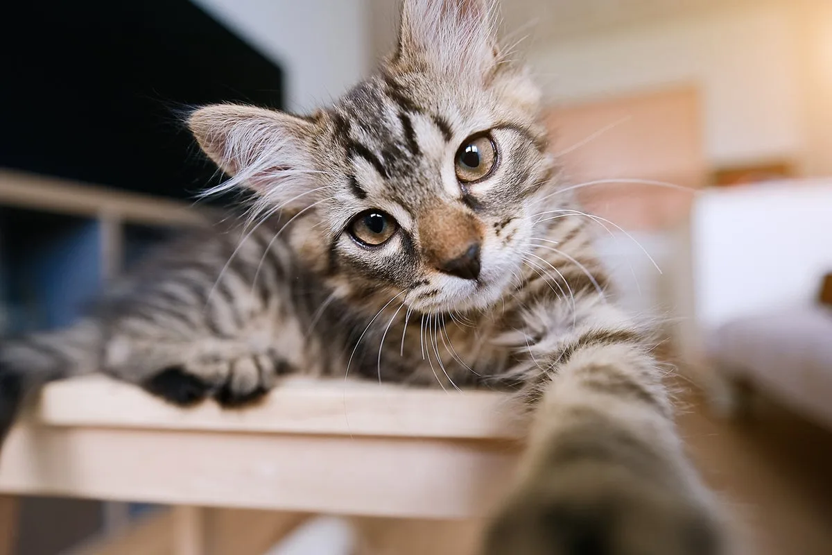 PETA joins push by parents to reinstate bus driver fired for letting student rescue a kitten