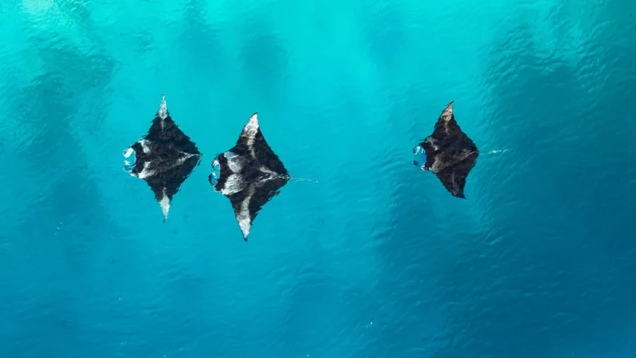 Meeresleben auf den Malediven: Manta, Manta: Zu den Riesenrochen im Baa-Atoll