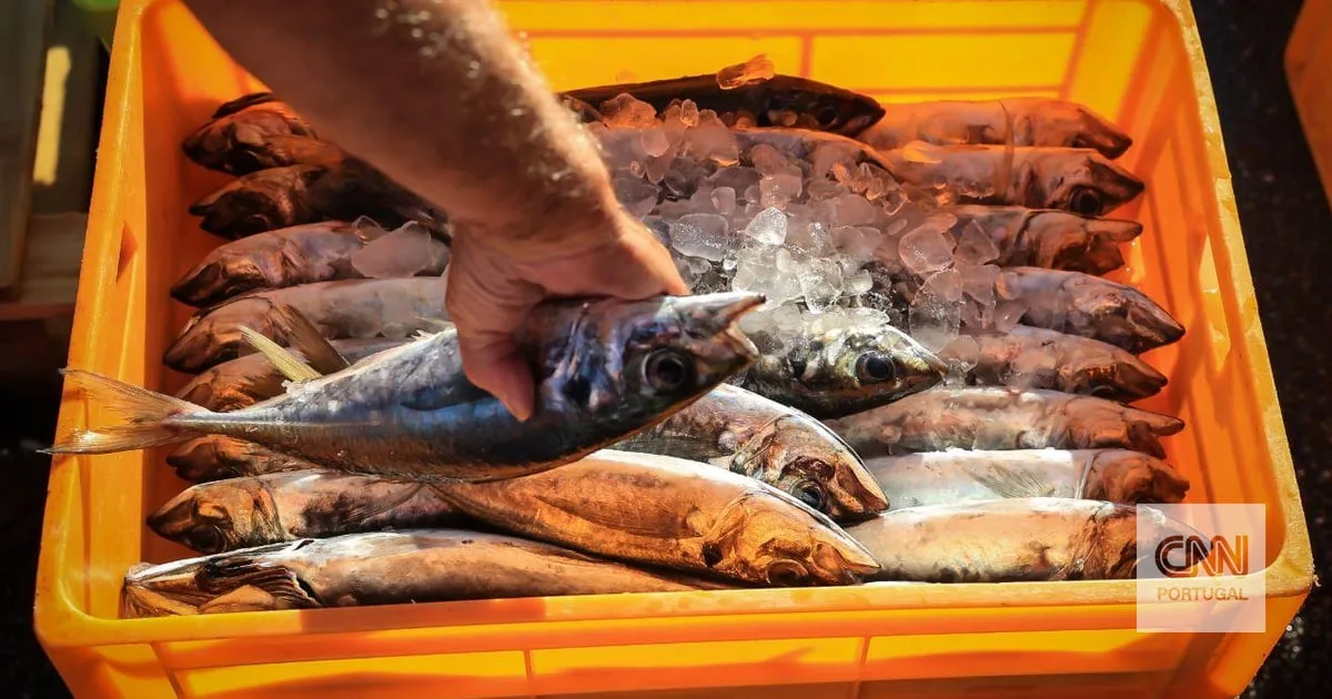 Há novas condições para subsídio à pesca em 2025