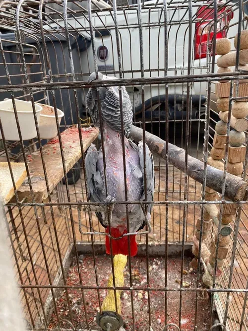 Fadiel Adams in hot water after SPCA seizes his parrot