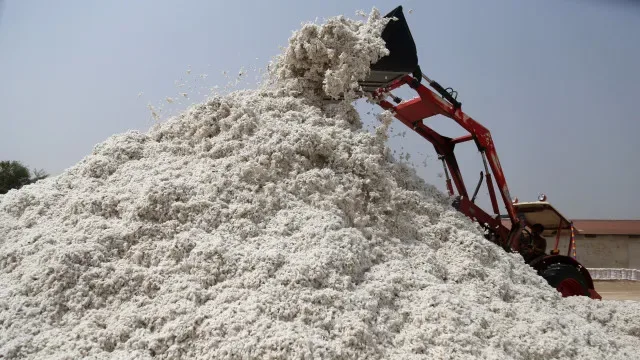 Moçambique quer aumentar produção de algodão para 60 mil toneladas/ano