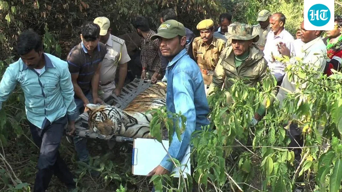 Injured tiger rescued from Uttarakhand’s Terai West forest dies during treatment