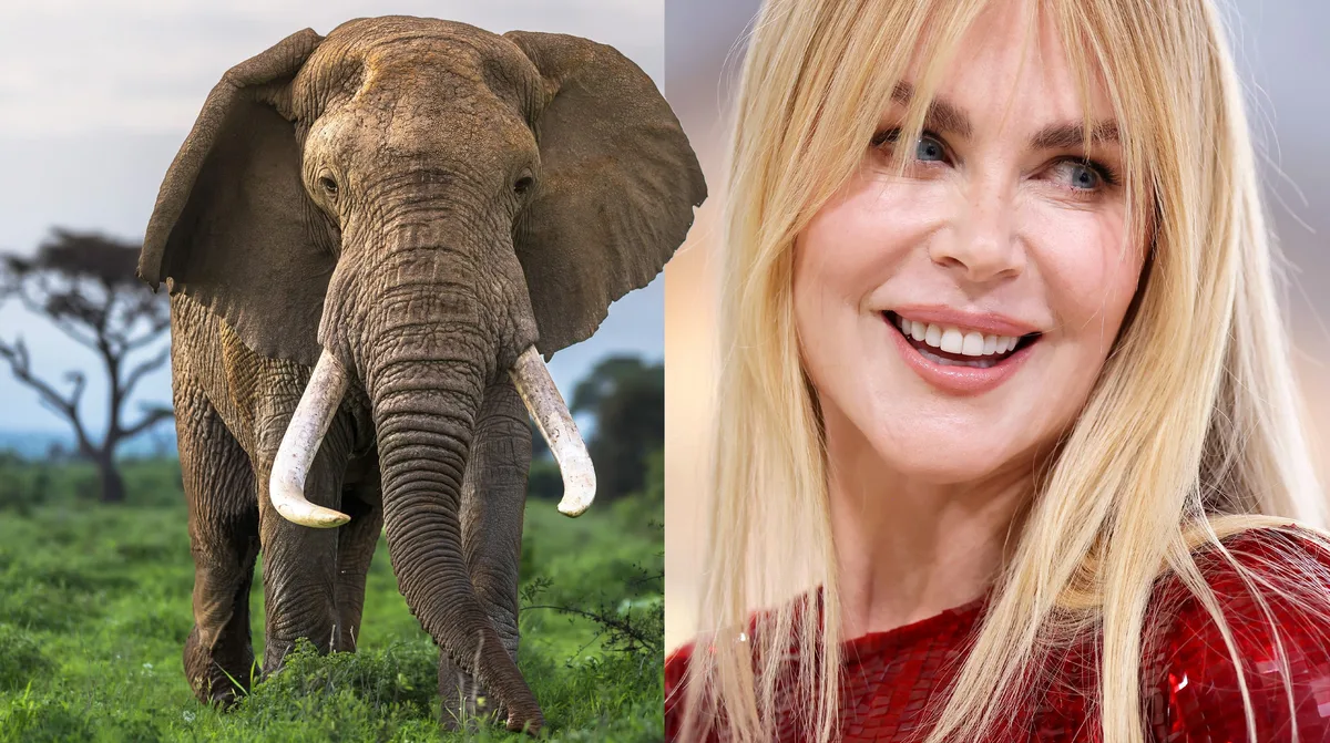 Nicole Kidman, sobre la elefanta que inspiró su nombre: "Nació al mismo tiempo que yo, mis padres lo sacaron del zoo de Honolulu"