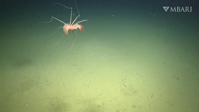 Watch the first-ever footage of a rare deep-sea squid in the northeastern Pacific
