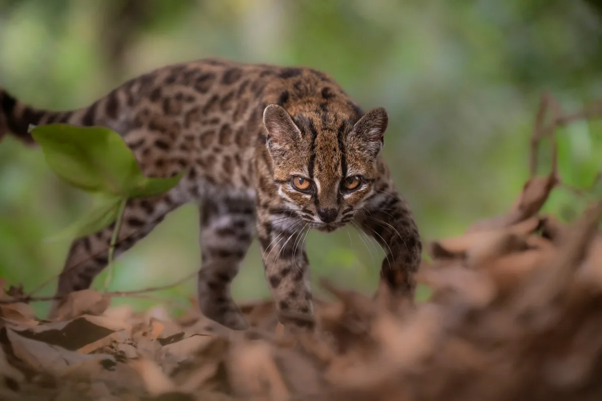 Hallan al tilcayo, el primer felino descubierto en un siglo: un hombre convivió con él un año pensando que era un ‘extraño gato’