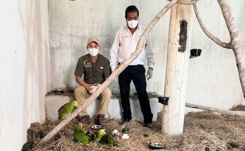Decomisan 26 loros que eran transportados de manera ilegal en Texas, EU; 5 de ellos son cabeza amarilla, especie en peligro de extinción