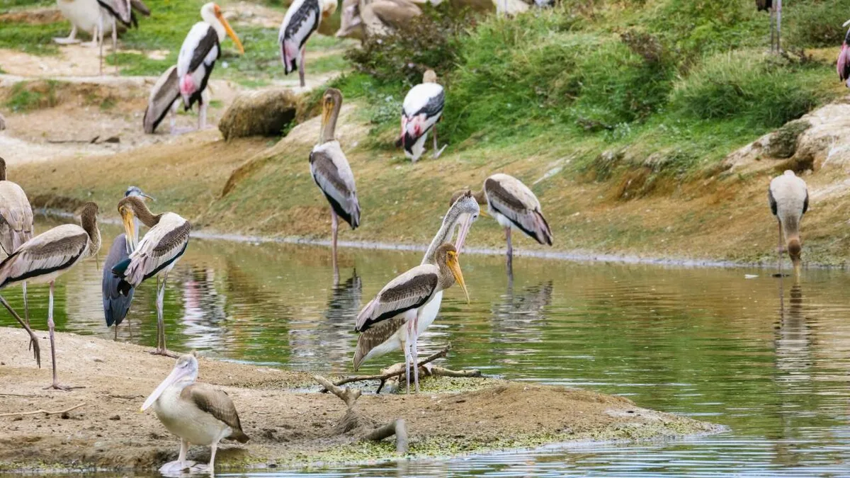 Vanished Texas bird island is back, with 2,500 pairs of birds