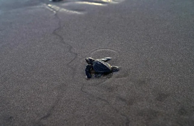 Pour la première fois, des tortues de mer pondent sur des plages de Californie