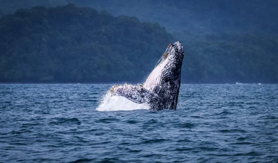 En el Pacífico panameño las poblaciones de ballenas están seriamente afectadas por el ruido de las embarcaciones