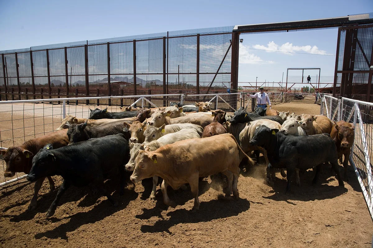 US is reopening its biggest livestock inspection port at the border, expanding America’s cattle supplies