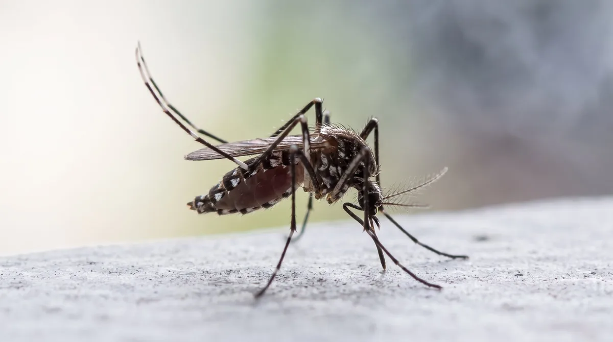 Panamá realizará una movilización nacional para eliminar los criaderos del mosquito Aedes aegypti