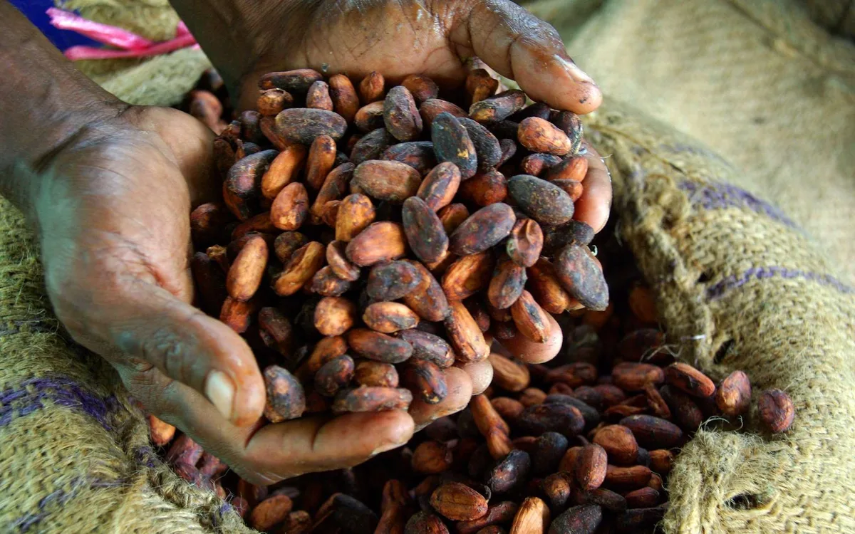 Campagne cacao 2026-2027 : la Côte d’Ivoire veut transformer davantage de fèves sur son territoire