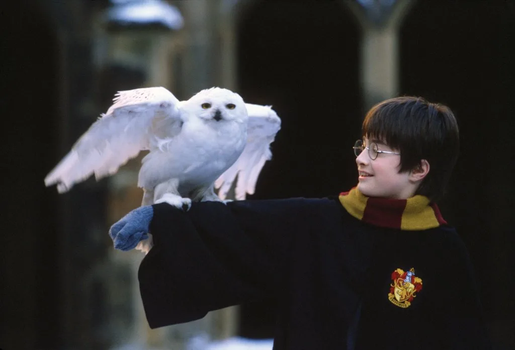 Harry Potter criou (sem querer) uma crise real de corujas