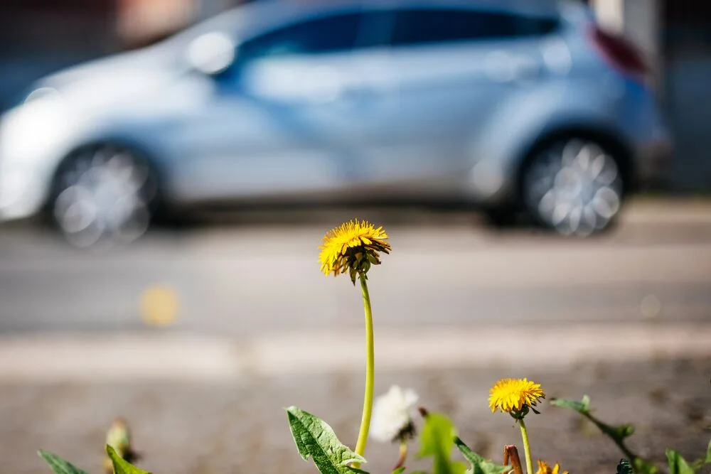 Como os elétricos podem ajudar polinizadores a reencontrar flores