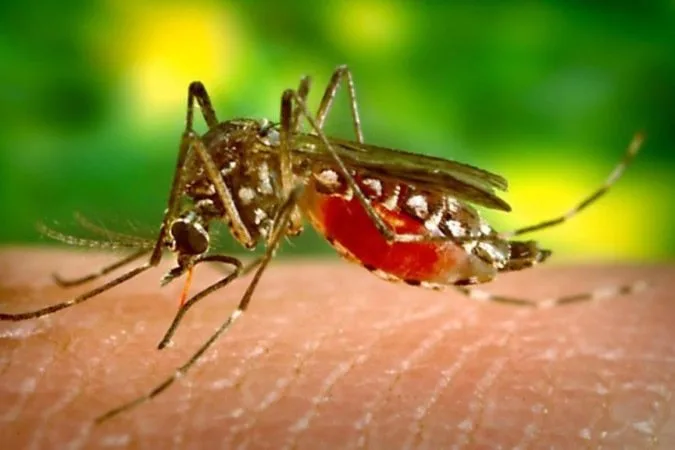 Quase metade dos municípios está em alerta para Aedes aegypti